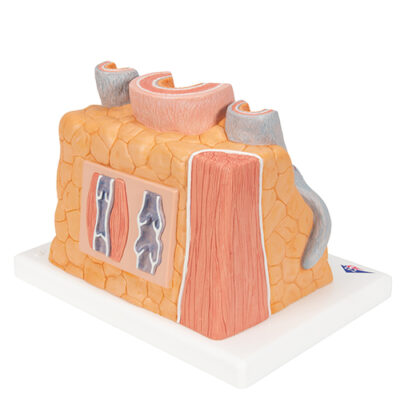 Model de artera si vena (marita de 14 ori) lateral