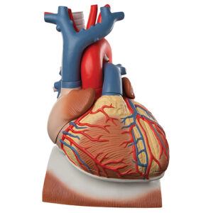 Model de inima si diafragma (3x marime naturala, 10 parti)