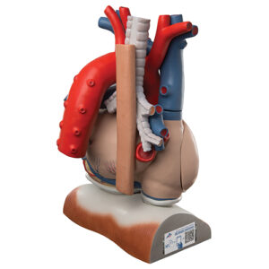 Model de inima si diafragma (3x marime naturala, 10 parti) studiu anatomie