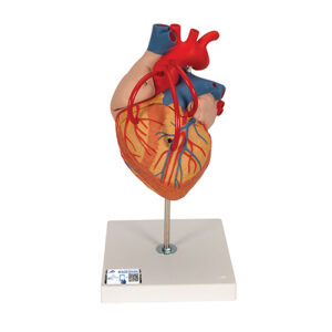 Replica realista de inima umana cu bypass (2x marime naturala, 4 parti)